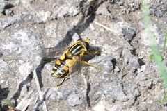 Helophilus trivittatus