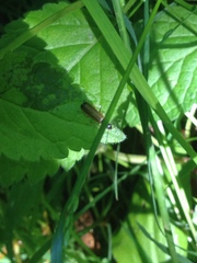 Rhagonycha lignosa