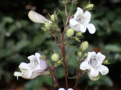 Penstemon
