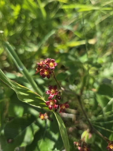 Jatropha gossypiifolia observed 2026-10-20
