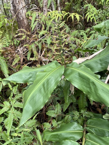 Hedychium gardnerianum, 2026-10-20