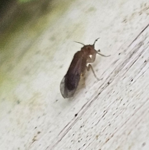 Large-winged Psocid photo 3