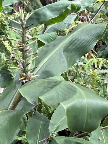 Hedychium gardnerianum, 2026-10-20