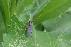 Phytoecia icterica