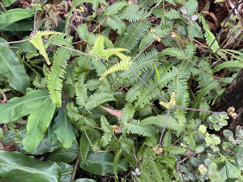 Dicranopteris linearis, 2026-10-20