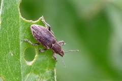 Tanymecus