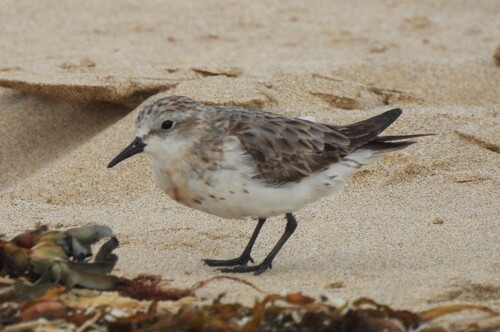 iNaturalist image