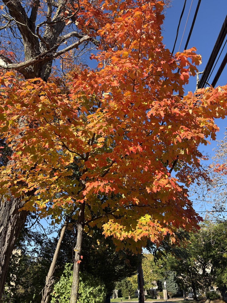 A photograph from Oct 20, 2026 near Mount Auburn Cemetery, where the observer’s point is approximate.