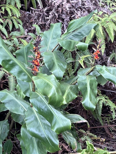 Hedychium gardnerianum, 2026-10-20
