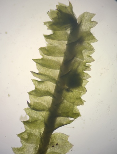 Neoorthocaulis attenuatus observed 2026-10-20