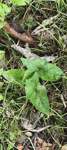 Typhonium blumei observed 2026-10-21