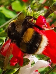 Bombus
