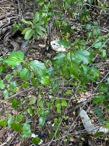Colubrina asiatica observed 2026-10-20