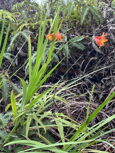 Crocosmia crocosmiiflora observed 2026-10-20