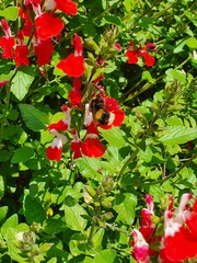Bombus