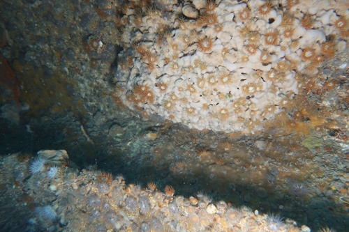 Actinothoe observed 2026-10-20