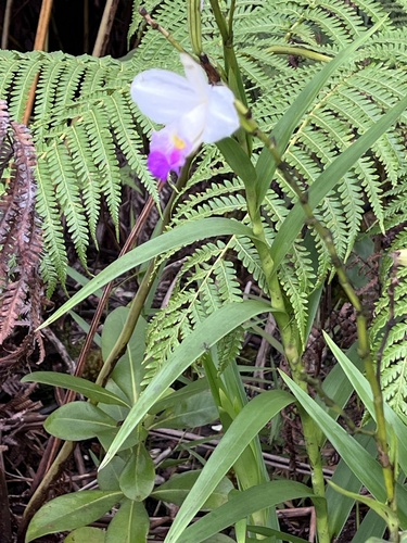 Arundina graminifolia, 2026-10-20