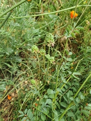 Sanguisorba minor