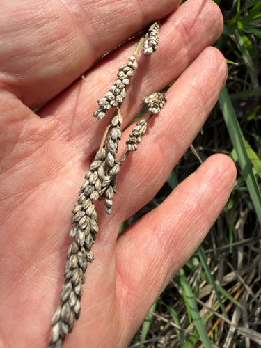 vine mesquite