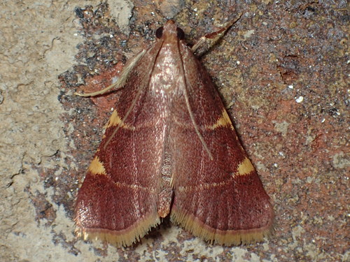 Yellow-fringed Dolichomia Moth