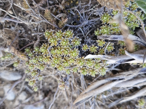 Raoulia subsericea observed 2026-10-18