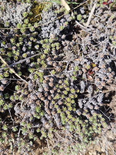 Raoulia subsericea observed 2026-10-18