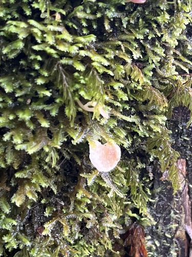 Hymenophyllum lanceolatum observed 2026-10-20