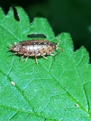 Philoscia affinis