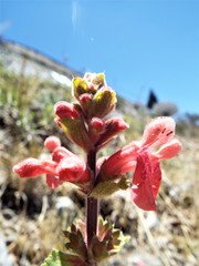 Stachys turneri