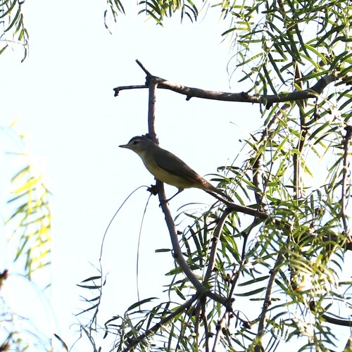 Eastern Warbling Vireo
