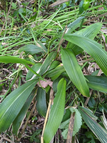 Setaria palmifolia observed 2026-10-21