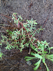 Camissonia strigulosa