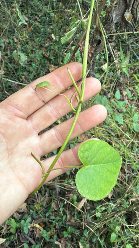 Ipomoea pandurata, 2026-10-19