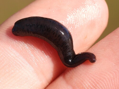 Erpobdella punctata