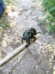 Lucanus cervus