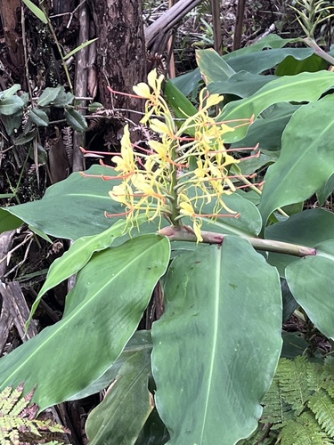 Hedychium gardnerianum, 2026-10-20