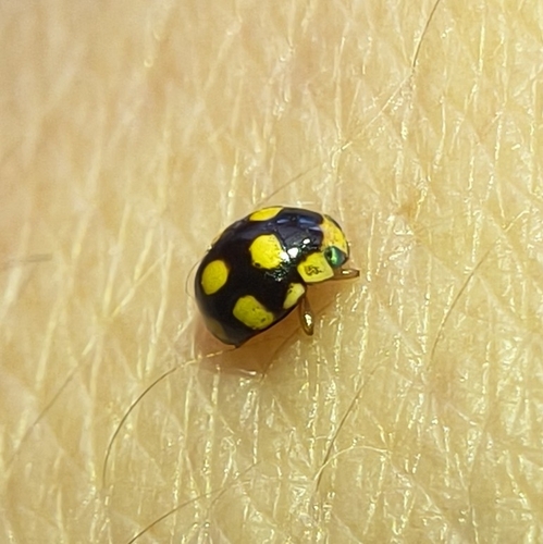 Hyperaspis festiva