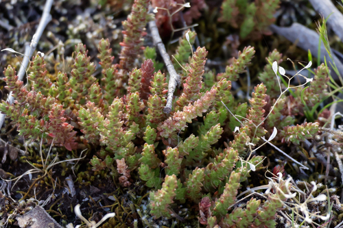 Crassula sieberiana observed 2026-10-20