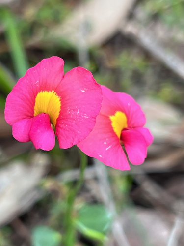 Chorizema rhombeum, 2026-10-10