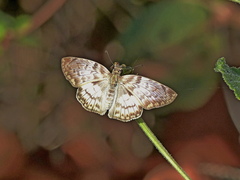 Mylon cristata