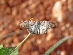 Mylon cristata