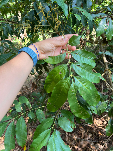 Tapirira guianensis, 2026-10-19