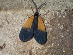 Pyromorpha dimidiata