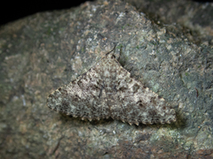 Racotis boarmiaria