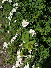 Spiraea × vanhouttei