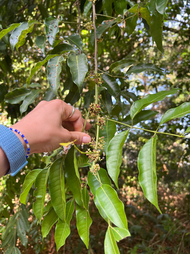Protium heptaphyllum, 2026-10-19