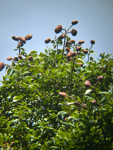Hymenaea, 2026-10-19
