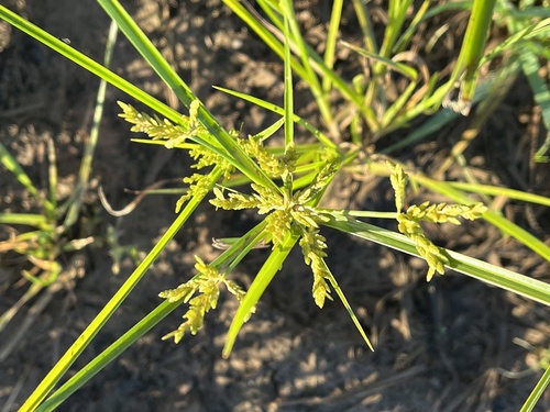 Cyperus iria observed 2026-10-20