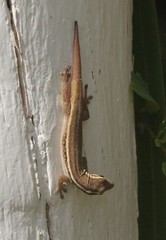 Lygodactylus grotei