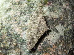 Racotis boarmiaria